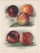 Peaches: Milton, Goldoni, etc.